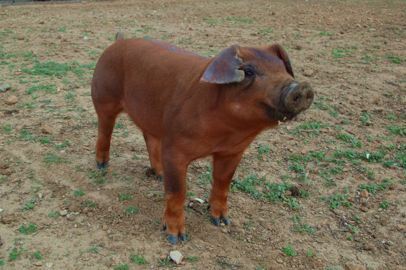 Cerco Duroc