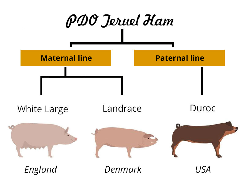 PDO-Teruel-Ham