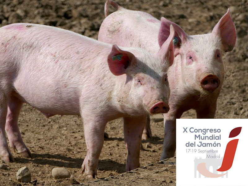 el-cerdo-como-materia-prima