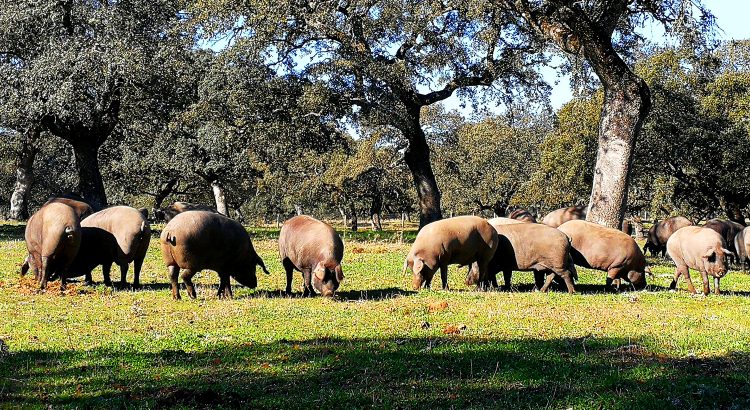 Mitos-del-jamón--“El-jamón-de-bellota-es-de-animales-que-solo-comen-bellota”