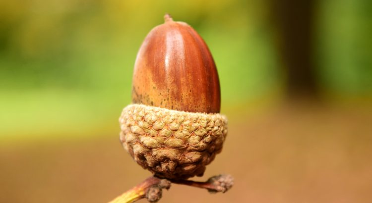 ¿Qué-tiene-la-bellota-que…-
