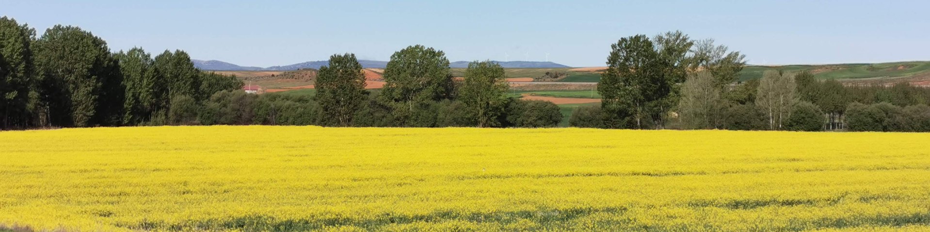 Campos de colza en flor en Teruel